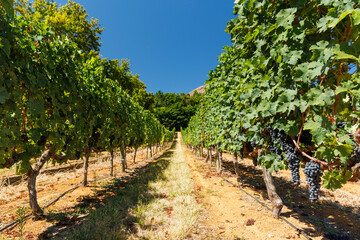 Naklejka premium Sunlit vineyard in South Africa