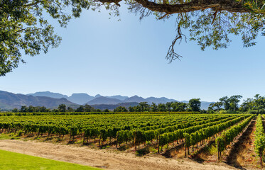 Naklejka premium Sunlit vineyard rows with mountain backdrop