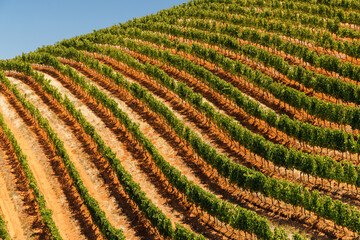 Naklejka premium Sunlit vineyard rows in South Africa