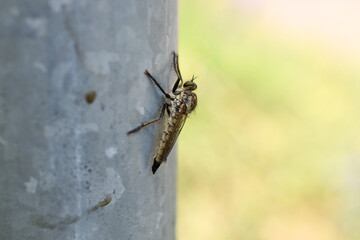 Robber fly insect macro shot sitting on a metal surface