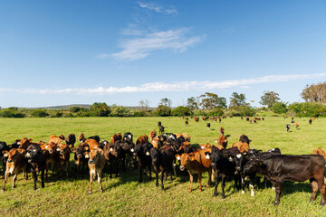Large herd of cows on green pasture