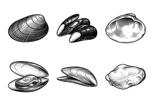 Set of vintage monochrome hand drawn engravings featuring mussels clams and oysters in various shell positions