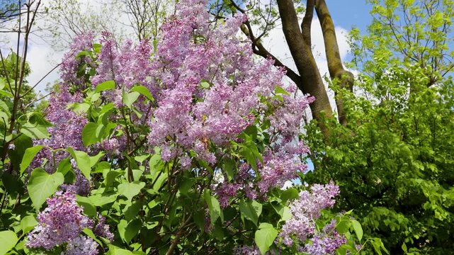 Sambucus in garden in a village, Mazowsze region of Poland, 4k