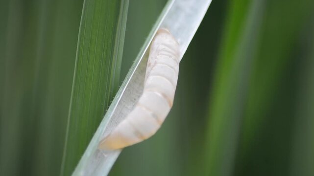 Empty pupa skin on green leaf close up
