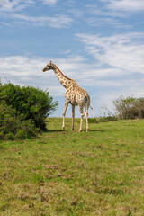 Giraffe in the wild in South Africa