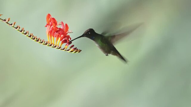 A small ruby-throated hummingbird with vibrant green feathers is hovering in flight near a red flower to nectar with its beak while showcasing its rapid wings in nature