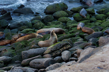 Obraz premium California Sea Lions Basking on Mossy Rocks in La Jolla Cove
