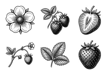 Naklejka premium Vintage strawberry botanical illustration set featuring hand drawn flowers, leaves, and whole or sliced berries in a classic woodcut engraving style.