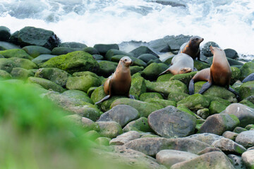 California Sea Lions Resting on Mossy Rocks in La Jolla Cove © Katie Chizhevskaya