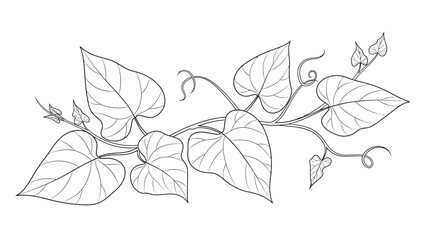 Detailed illustration of leafy vine plant. © Joko santoso