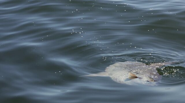 Ocean sunfish mola mola swimming close to the water surface, dorsal fin cutting through calm sea, unique giant fish seen from above, peaceful marine wildlife moment in clear blue ocean.