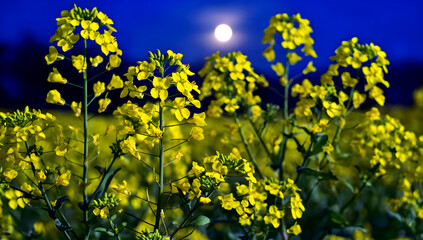 Fototapeta premium 春の月夜の菜の花畑