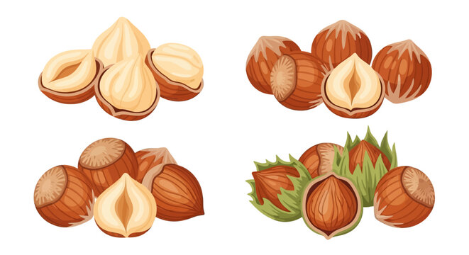 Assorted hazelnuts whole cracked and in husks illustrated in a cartoon style