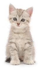 Obraz premium Cute small grey tabby kitten sitting isolated on white background front view