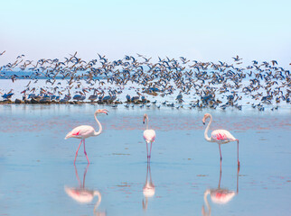 Fototapeta premium Flamingo birds flying over blue lake of bird paradise - Izmir, Turkey
