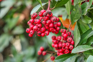 Fototapeta premium Toyon (Heteromeles arbutifolia), also known as Christmas Berry, is an evergreen shrub in the Rose family (Rosaceae).