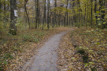 Fototapeta premium Winding path in a peaceful autumn forest during the day. Colorful fallen leaves blanket the ground, surrounded by tall trees.