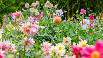 Obraz premium 夏空の下で色とりどりに咲き誇る美しいダリアの花畑