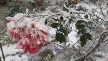 Różyczka zmrożona zimą © Kinga Domaradzka