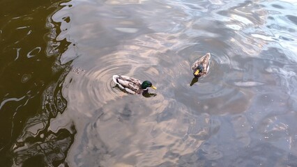 Kaczki dziwaczki © Kinga Domaradzka