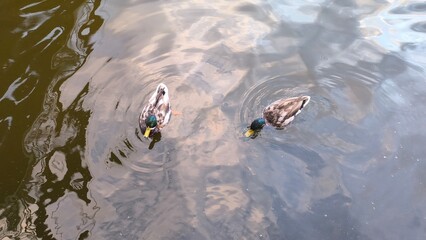 Kaczątka © Kinga Domaradzka