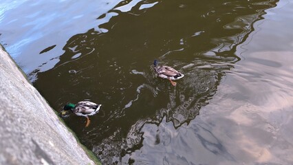 Kaczki kaczki © Kinga Domaradzka