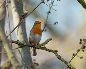 Portrait of a Robin singing in the Spring of 2026 - Garden Birds in Springtime High quality photo © Aleksandra