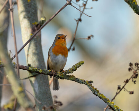 Portrait of a Robin singing in the Spring of 2026 - Garden Birds in Springtime High quality photo