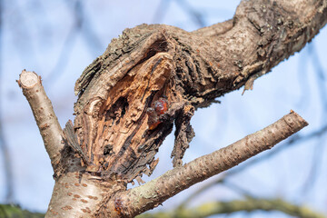 Naklejka premium Old and almost Dead Tree with Resin. High quality photo