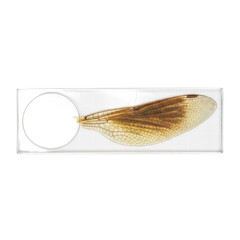 Dragonfly wing specimen under glass
