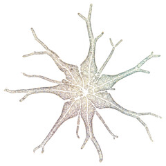 Microscopic view of intricate biological structure isolated