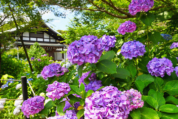 本土寺　美しい紫陽花（あじさい,アジサイ）コピースペースあり（日本千葉県松戸市）　Hondo-ji Temple （Hondoji Temple)　Beautiful hydrangea, copy space available (Matsudo City, Chiba Prefecture, Japan)