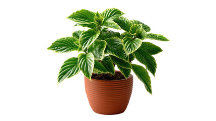 Obraz premium Vibrant Plant Life in a Pot: A lush, flourishing plant, with verdant green leaves edged in delicate white, thrives gracefully inside a terracotta pot, representing the beauty of home decor and nature