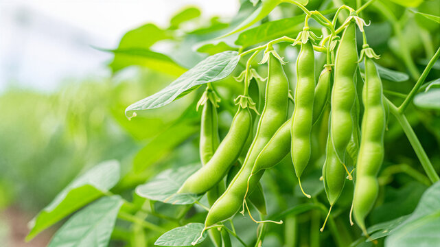 Fresh green guar beans hanging on a plant in a field under bright natural sunlight
