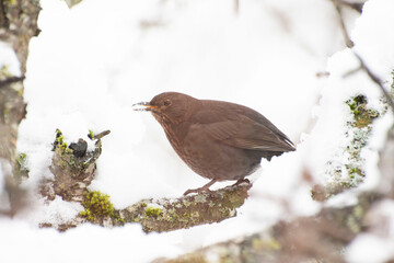 robin on a branch