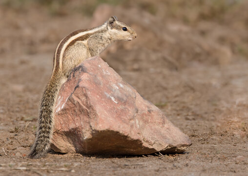 Five Striped Palm Squirrel on Pink Sandstone Rock