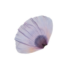 Translucent single lavender flower petal isolated on black