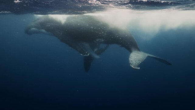 A baby humpback whale swims closely with its mother deep underwater near ʻEua Island, Tonga, gliding gracefully through the blue ocean, showing a tender bond and serene, majestic movement in their