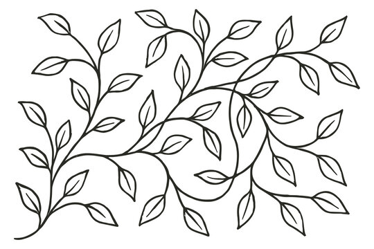 Intricate line drawing of a branching vine with delicate leaves