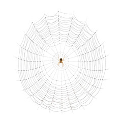 Obraz premium Spider on detailed orb web with transparent background