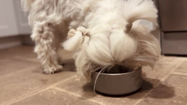 Adorable White Maltese Dog with Hair Clip Eating Eagerly from Bowl on Tiled Floor &mdash; Sweet Pet Meal Time Clip