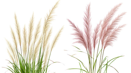 A beautiful illustration of pink and white pampas grass on transparent background