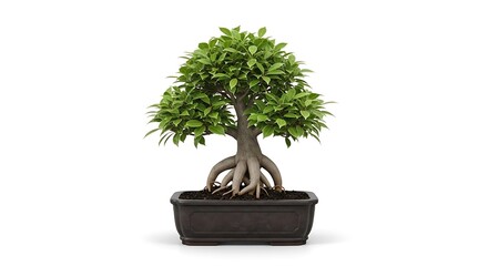 Bonsai tree with green leaves and exposed roots in dark pot