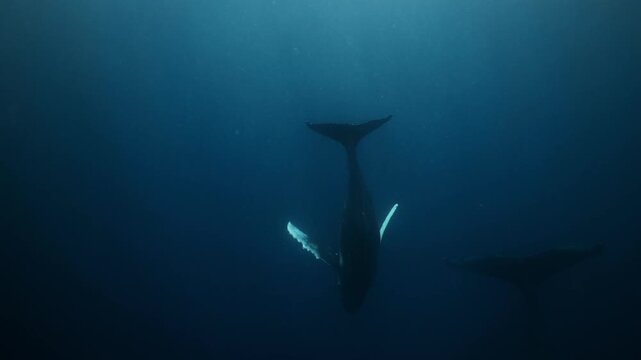 A baby humpback whale swims closely with its mother deep underwater near ʻEua Island, Tonga, gliding gracefully through the blue ocean, showing a tender bond and serene, majestic movement in their
