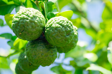 Fototapeta premium Fresh Bergamot fruits or Kaffir lime on tree with green leaves and sunlight. Concept of herbal medicine, organic farming, tropical Thai ingredient, and natural essential oil source
