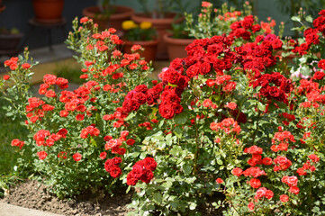 red roses in bloom in the garden