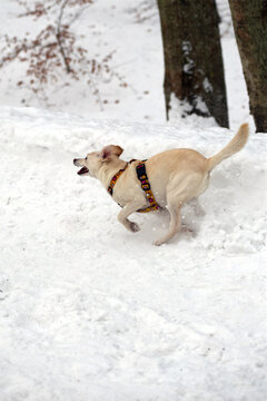 Energetic Dog Romping Through Deep Snow in a Winter Forest