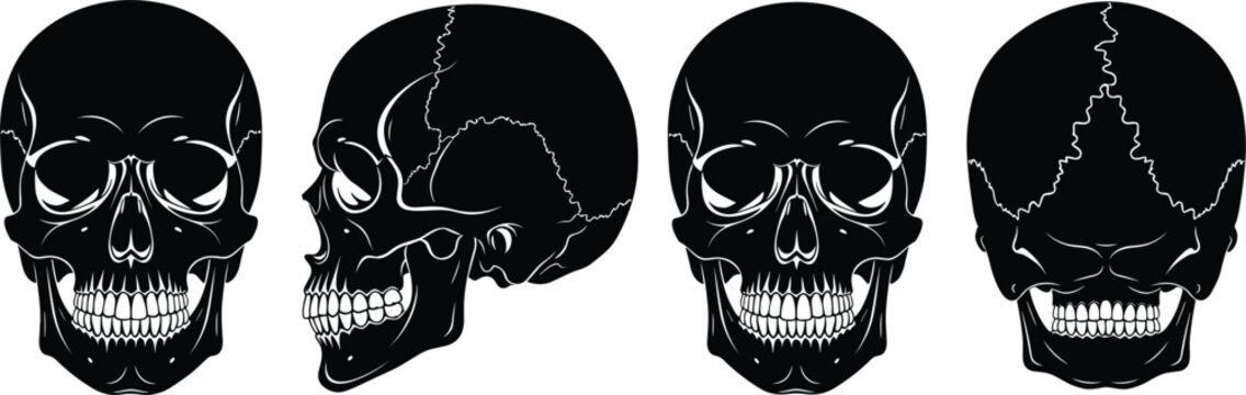 Human skull silhouette, anatomical vector illustration, medical study design, forensic science graphic, cranial bone art, educational anatomy icon