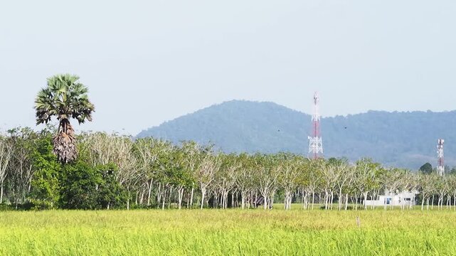 Rice field green meadow mountain view blue sky rural landscape with tree line countryside farm serene rice field green meadow and rice field green