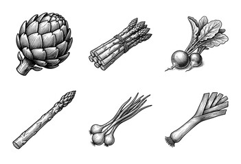 Fototapeta premium Set of six vintage botanical illustrations of garden vegetables in a detailed black and white woodcut engraving style including artichoke asparagus radish onions and leek.